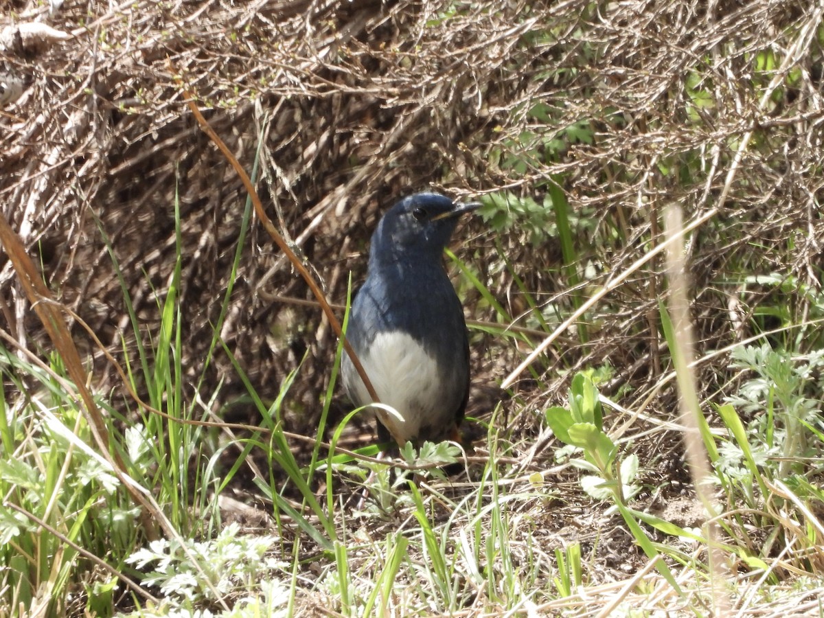 White-bellied Redstart - 白 杨