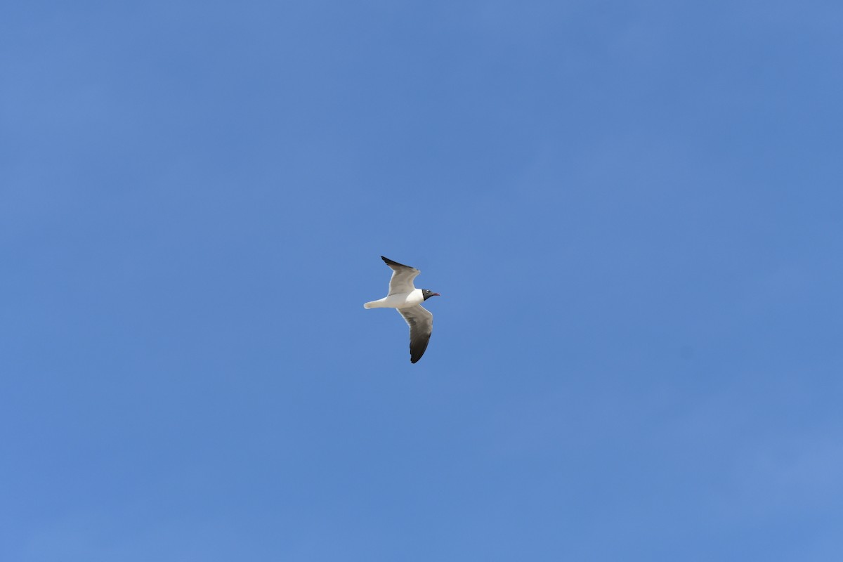 Laughing Gull - ML577824721