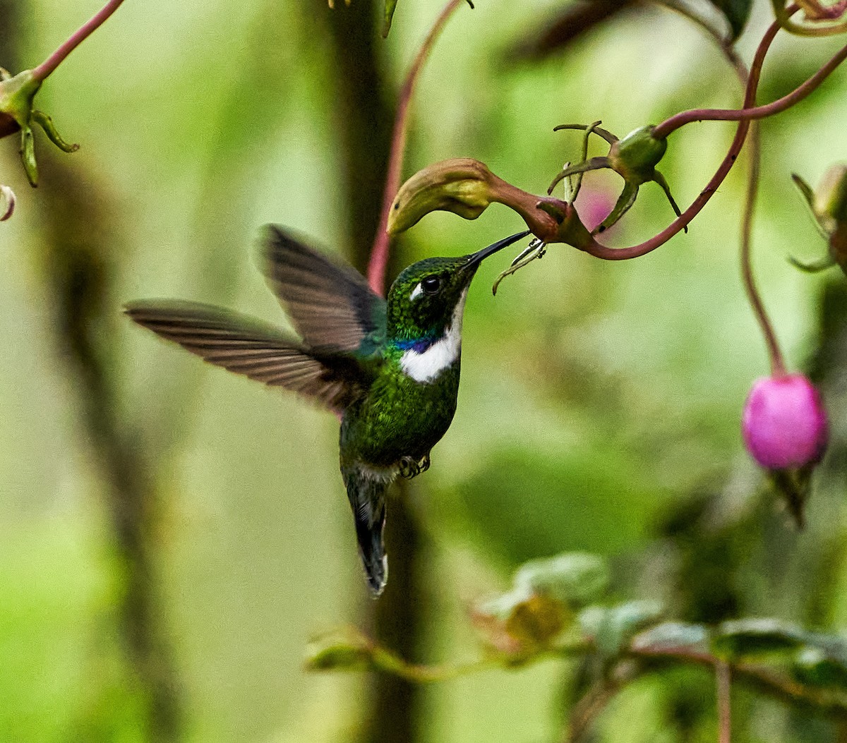 White-throated Daggerbill - ML577824771