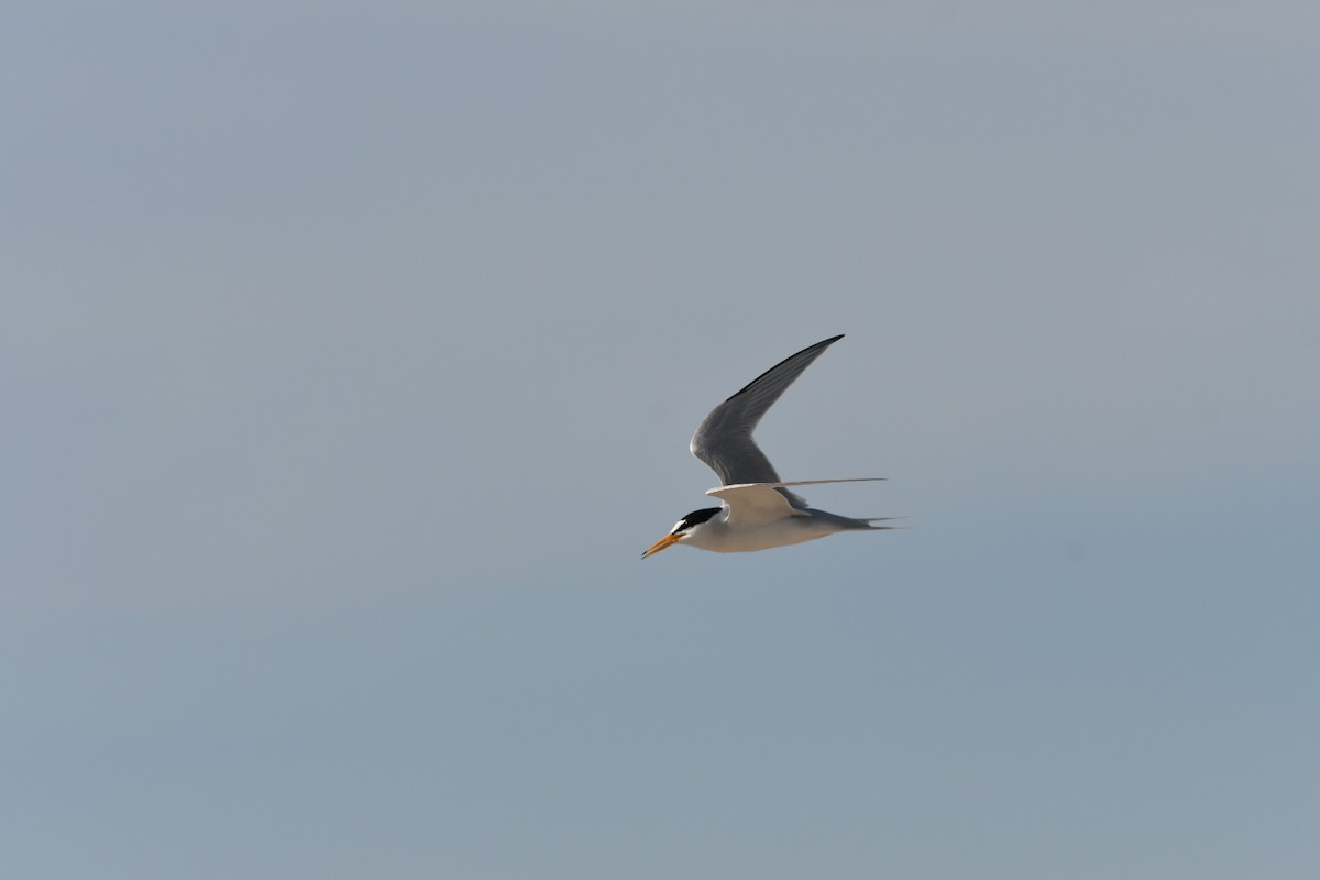 Least Tern - ML577824781