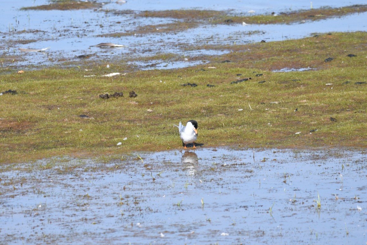 Forster's Tern - ML577824821