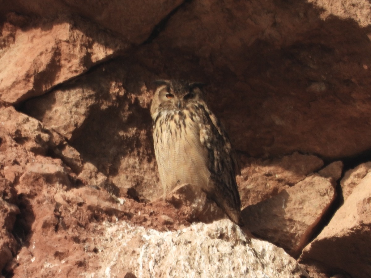 Eurasian Eagle-Owl - 白 杨