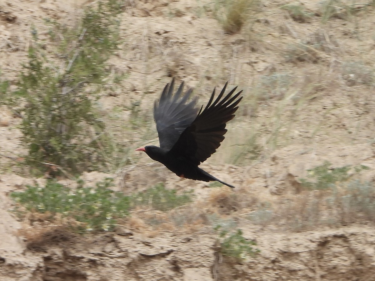 Red-billed Chough - 白 杨