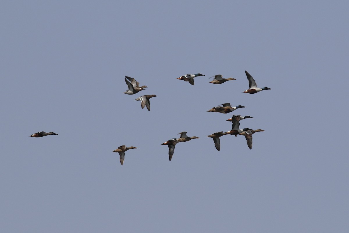 Garganey - Chris Kehoe