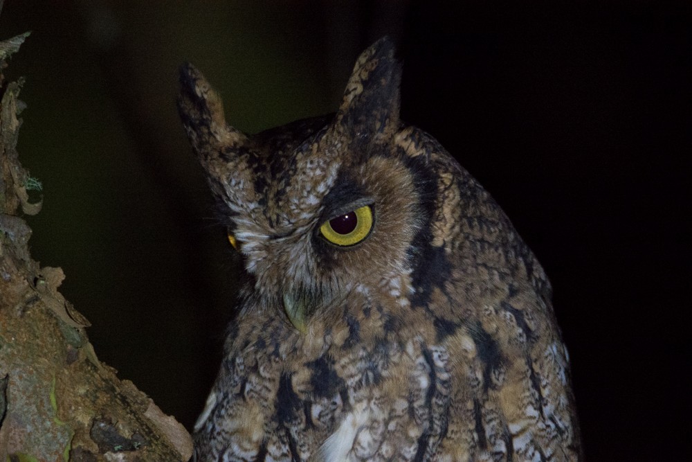 Long-tufted Screech-Owl - ML57782621