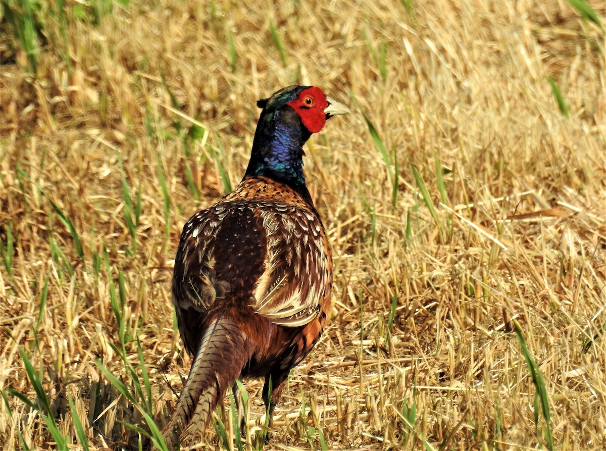 Ring-necked Pheasant - ML577826211