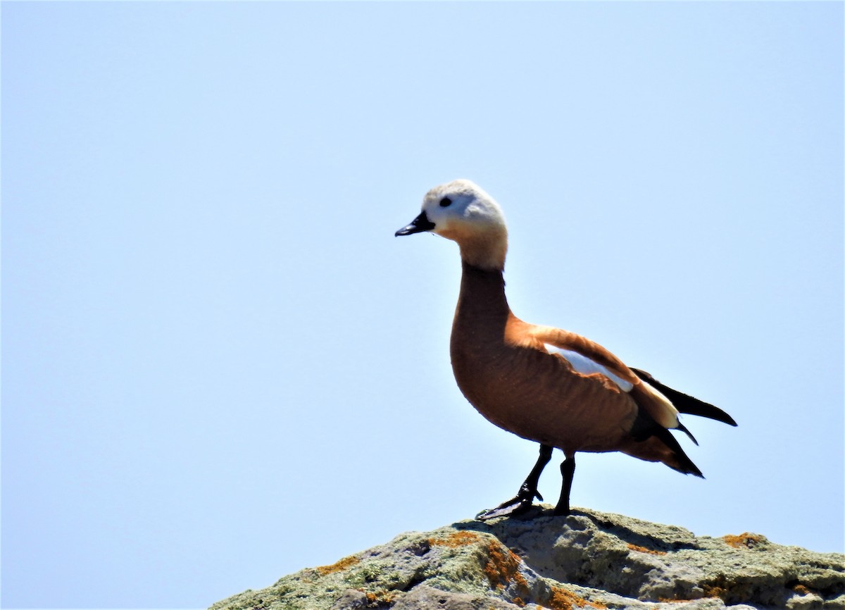 Ruddy Shelduck - ML577827361