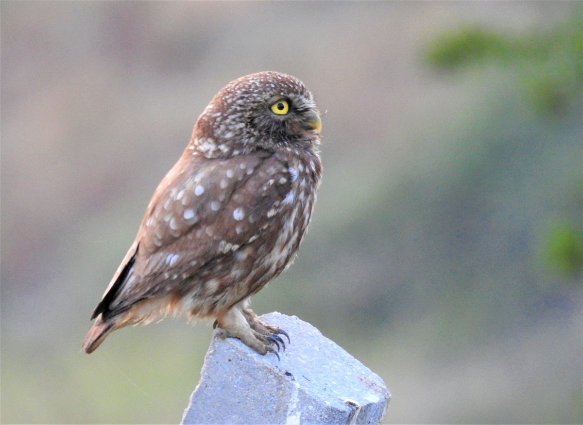 Little Owl - ML577827951