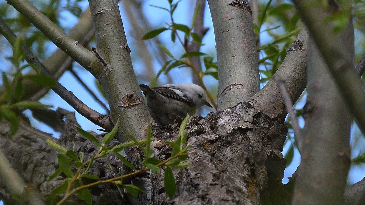 Yellow-rumped Warbler - Steve Butterworth