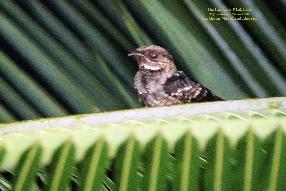 Philippine Nightjar - ML577829401