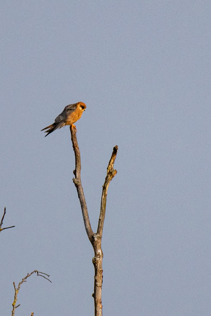 Red-footed Falcon - ML577829511