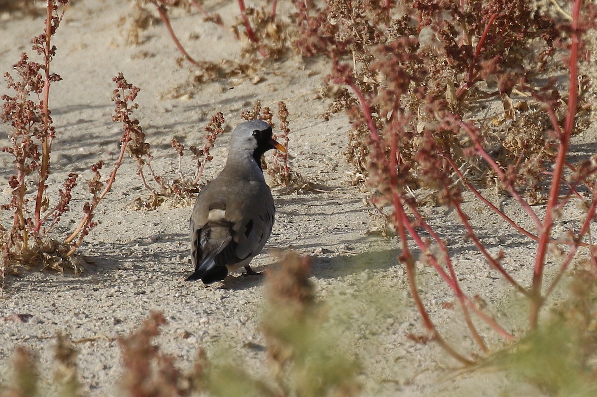 Namaqua Dove - Chris Kehoe