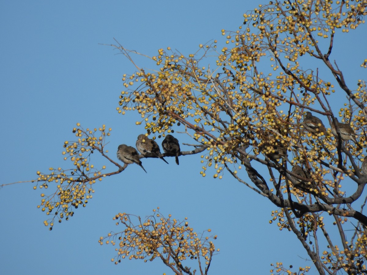 Picui Ground Dove - ML577830131