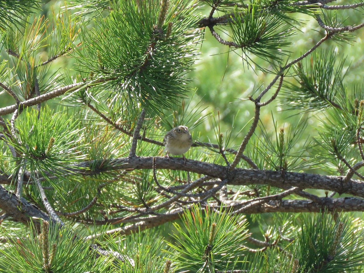 Grasshopper Sparrow - ML577830481