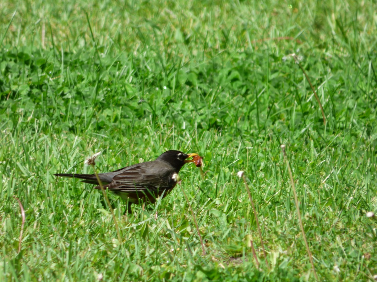 American Robin - ML577830751