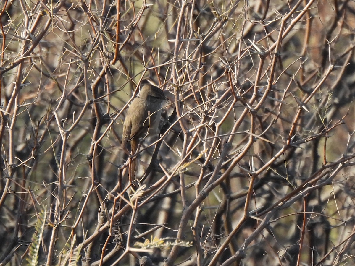 Tufted Tit-Spinetail - ML577831151