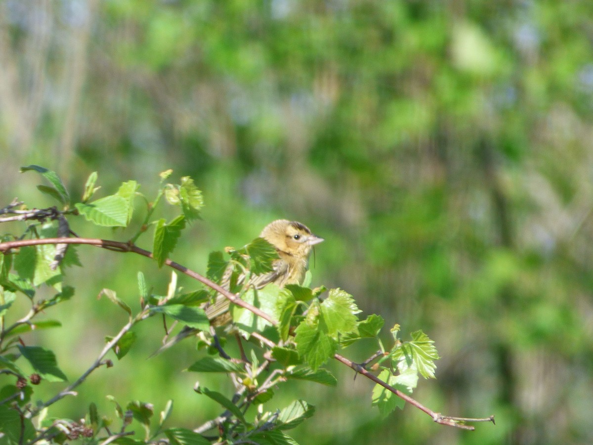 bobolink americký - ML577831331