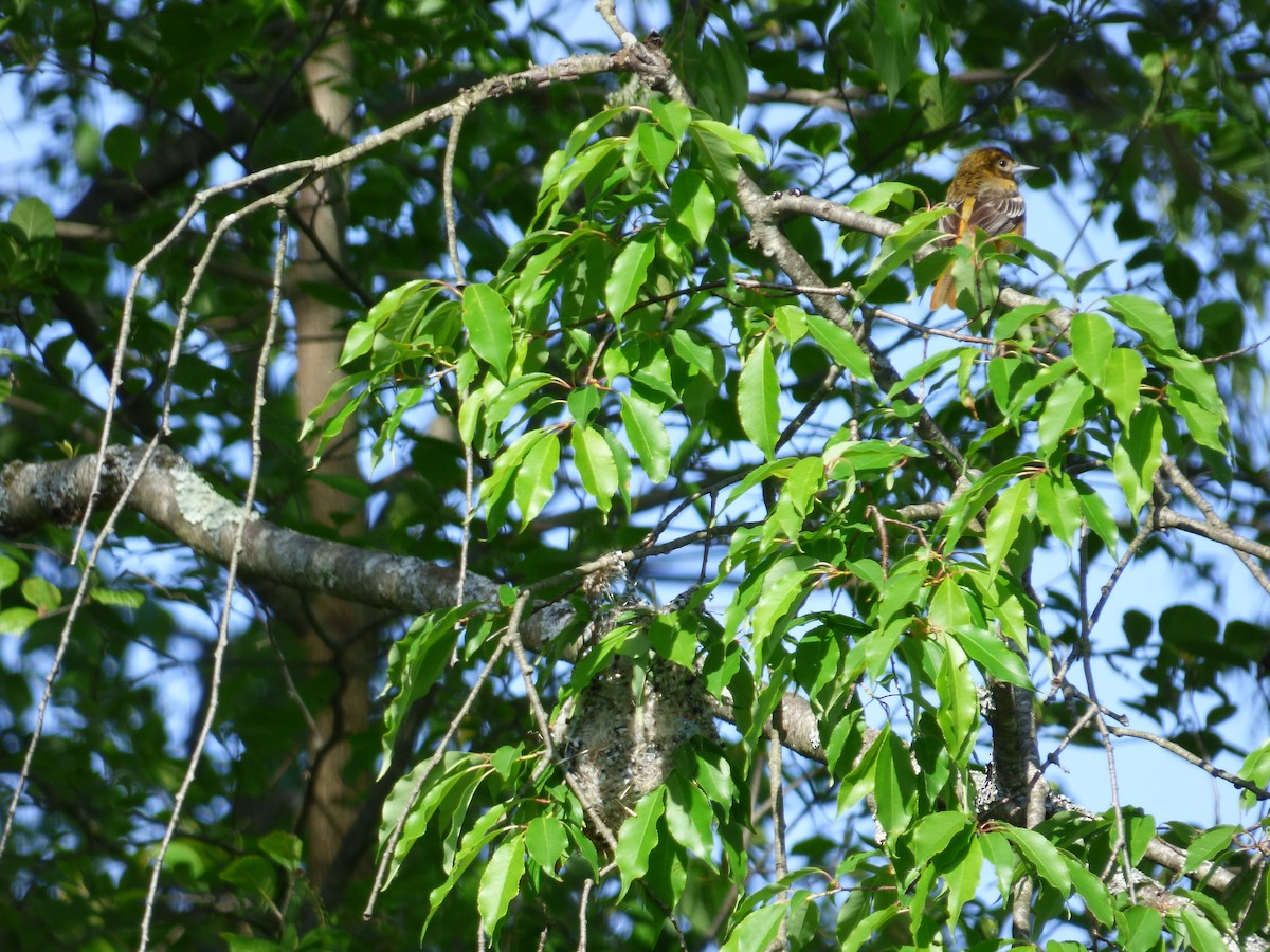 Baltimore Oriole - Anonymous