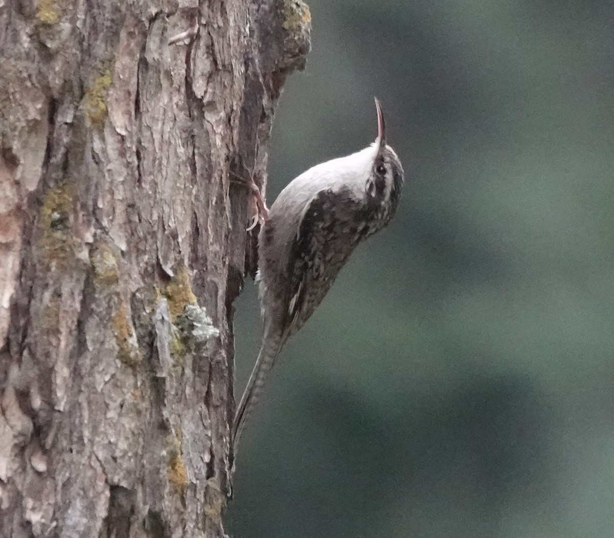 Bar-tailed Treecreeper - ML577831451