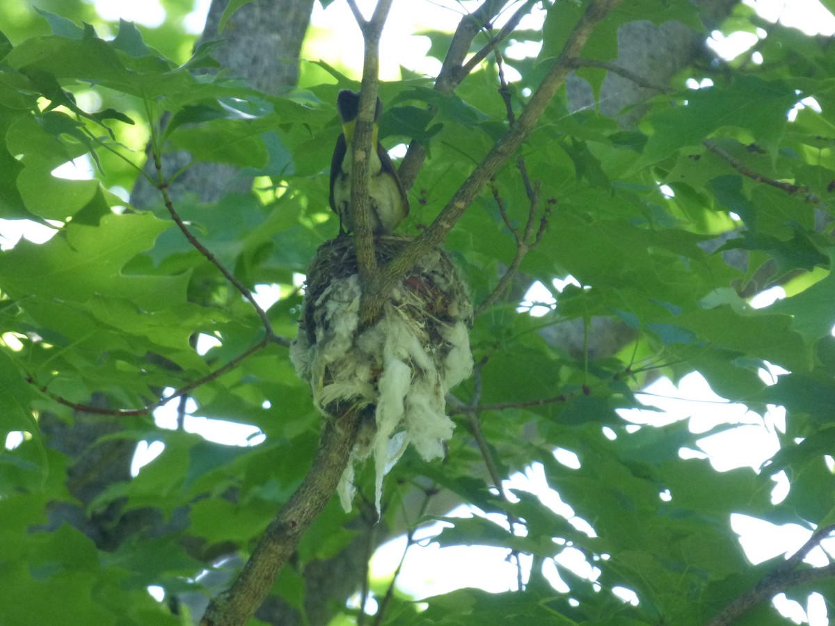 American Redstart - ML577831491