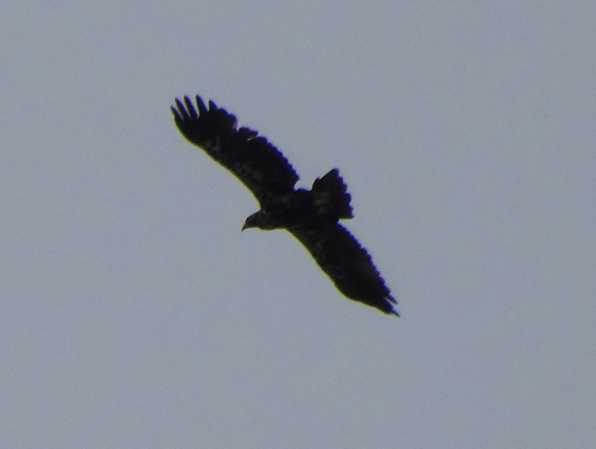 Águila Imperial Ibérica - ML577832261