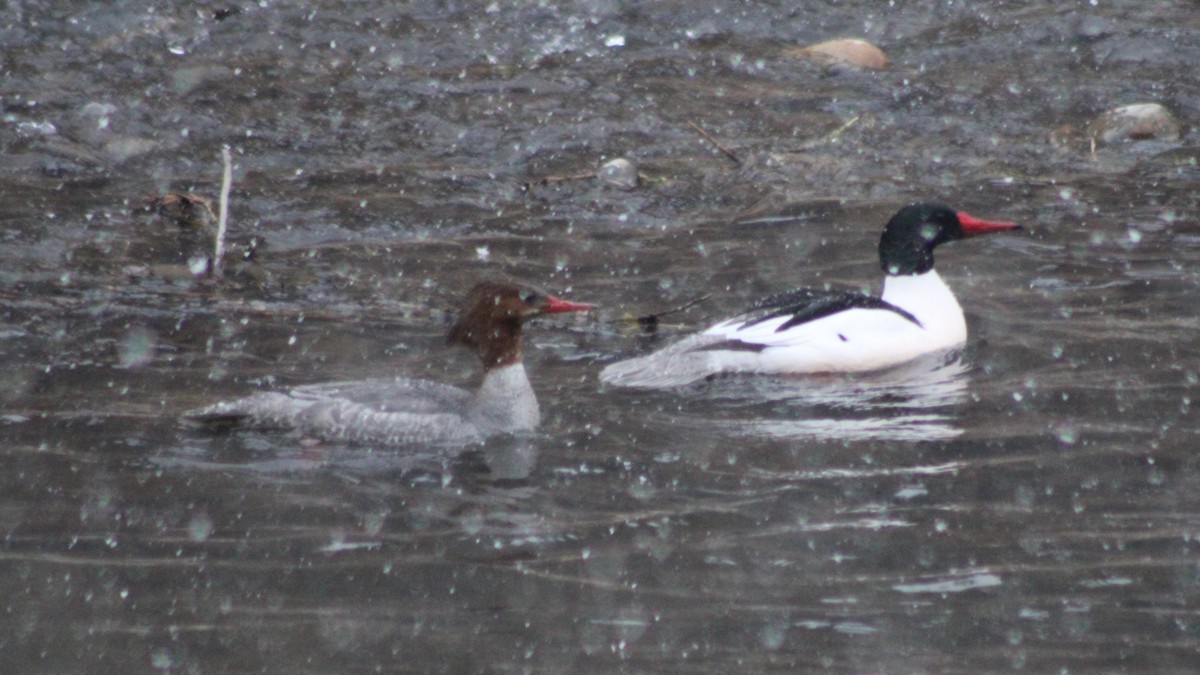 Common Merganser (North American) - Sean Cozart