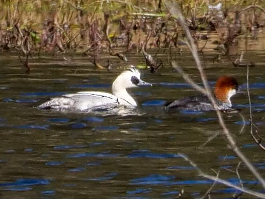 Smew - Roger Horn