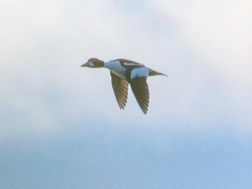 Common Goldeneye - ML577835731