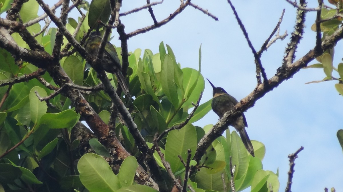 Jacamar à ventre blanc - ML57783581