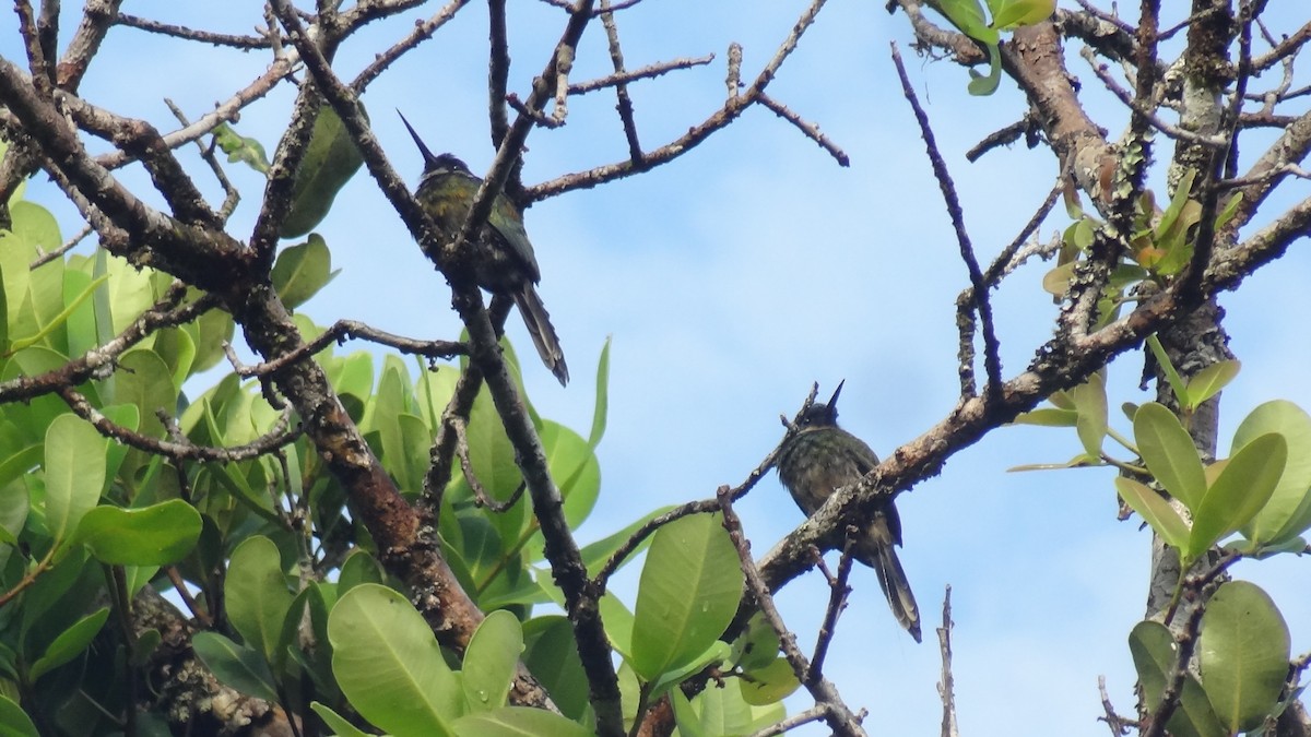 Jacamar à ventre blanc - ML57783591