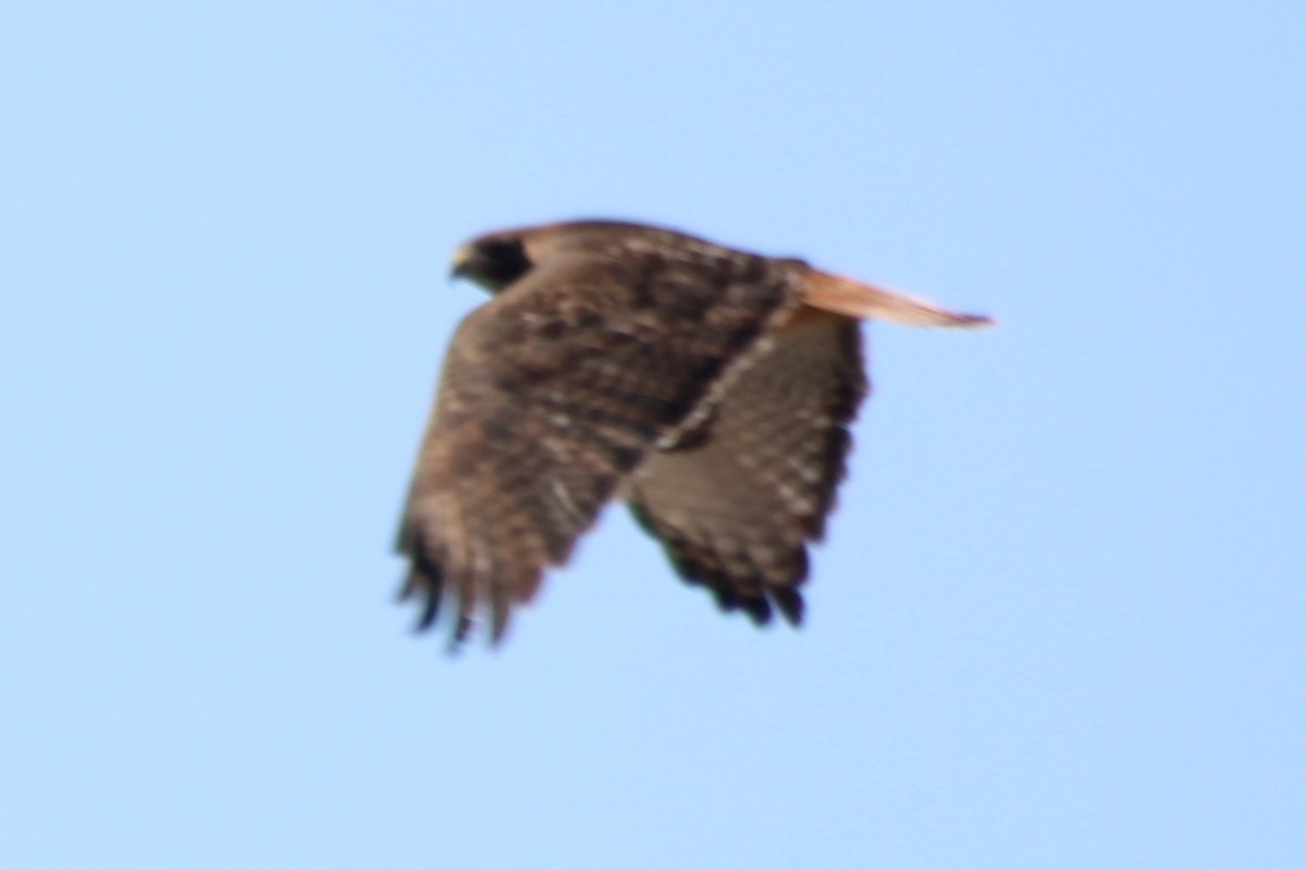 Red-tailed Hawk (calurus/alascensis) - ML577836171