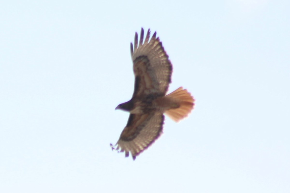 Red-tailed Hawk (calurus/alascensis) - ML577836181