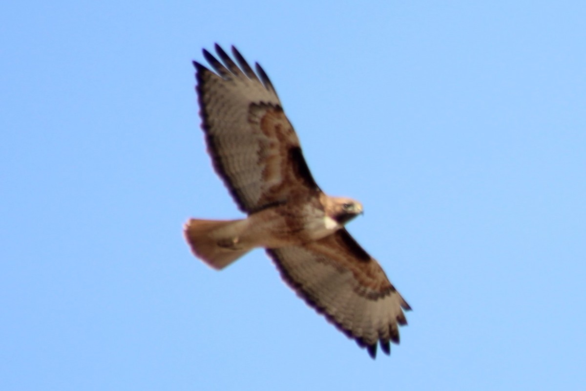 Red-tailed Hawk (calurus/alascensis) - ML577836461