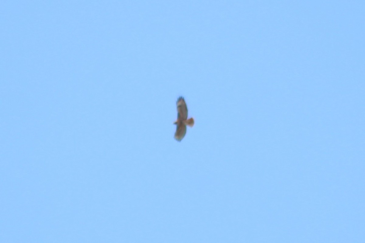 Red-tailed Hawk (calurus/alascensis) - ML577836731