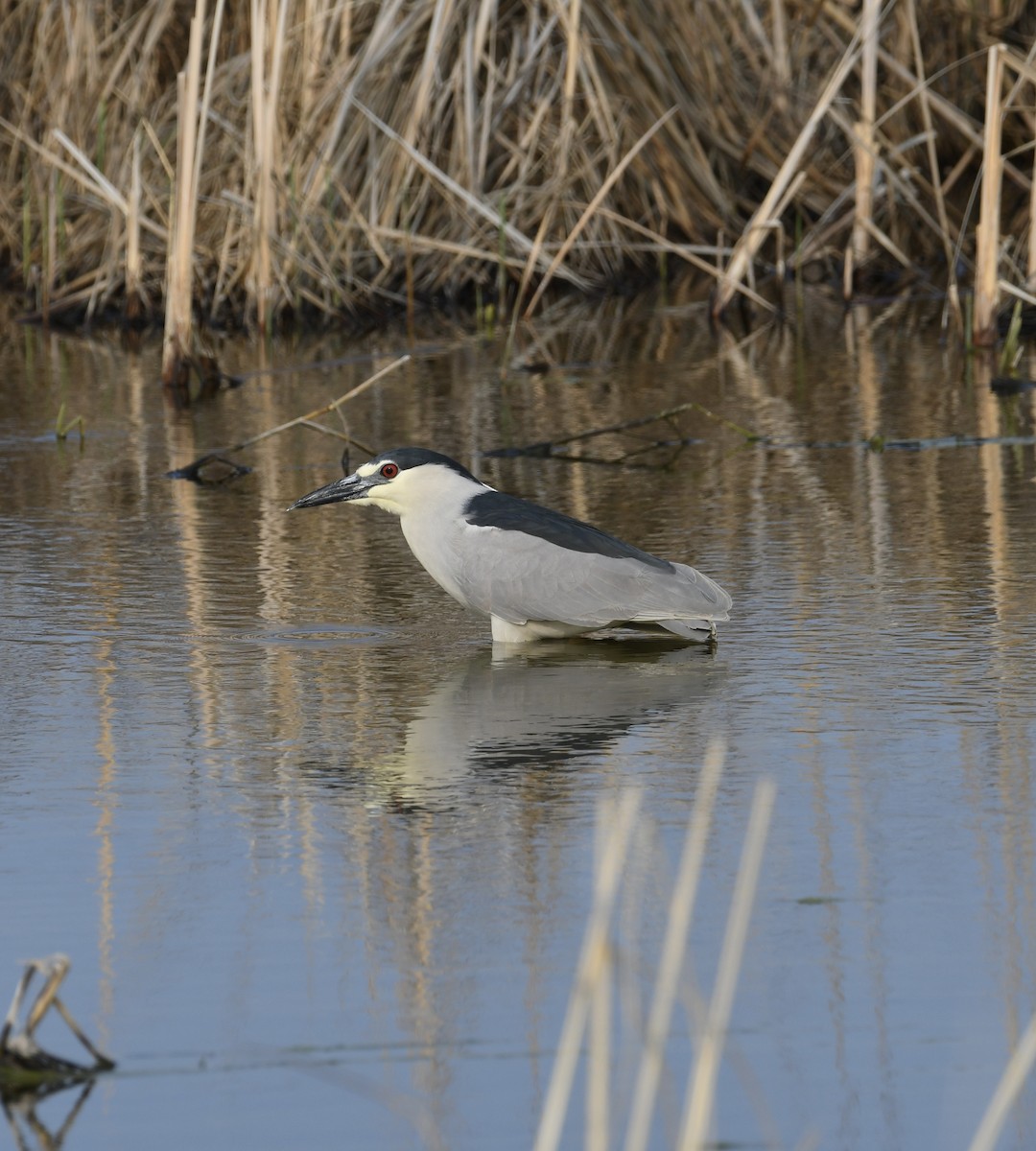 Black-crowned Night Heron - ML577836851