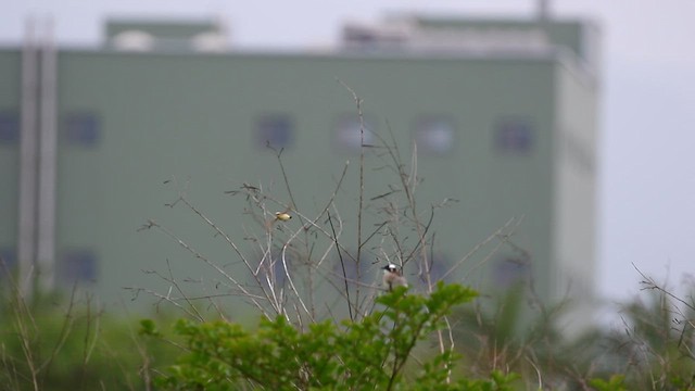 Golden-headed Cisticola - ML577837281