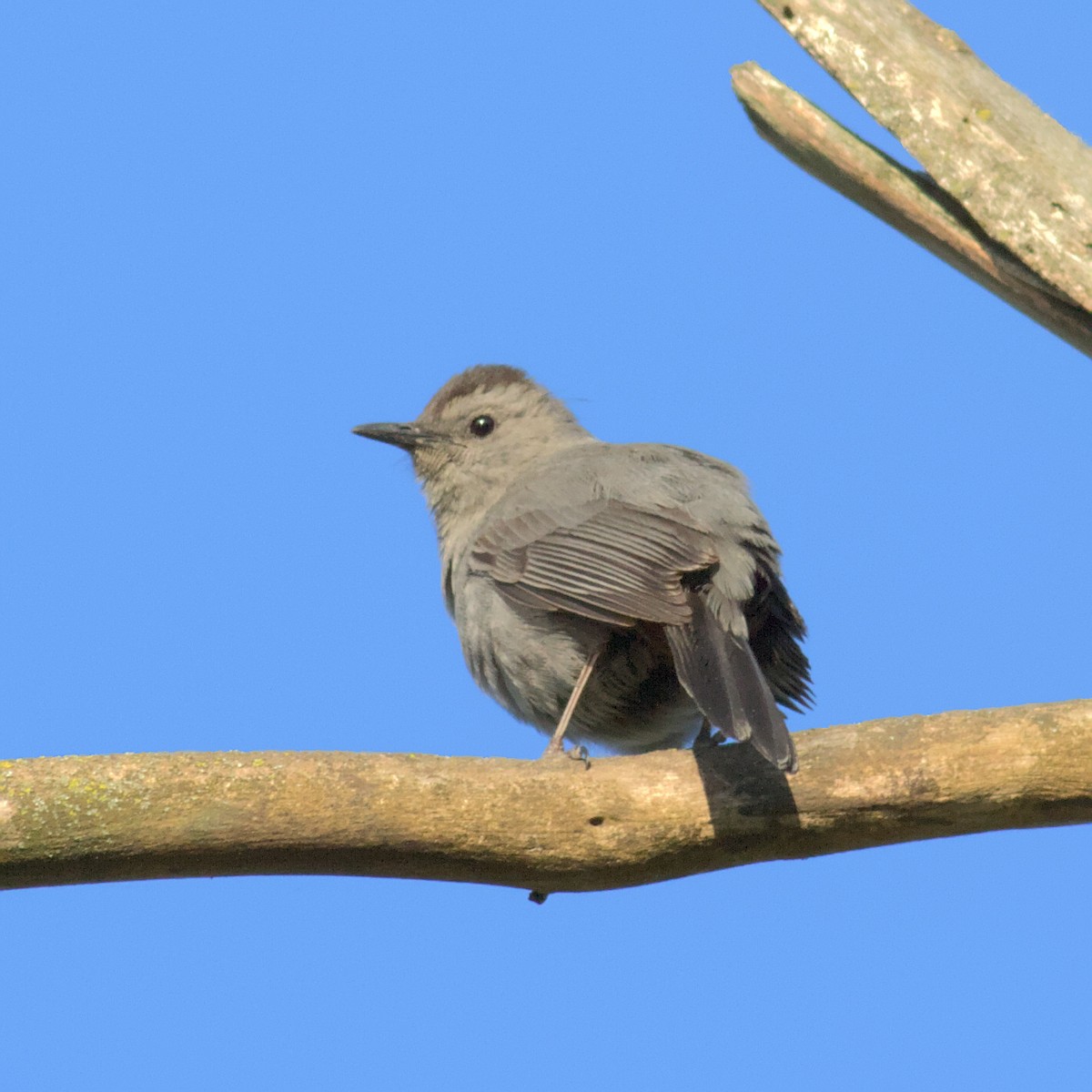 Gray Catbird - ML577837391