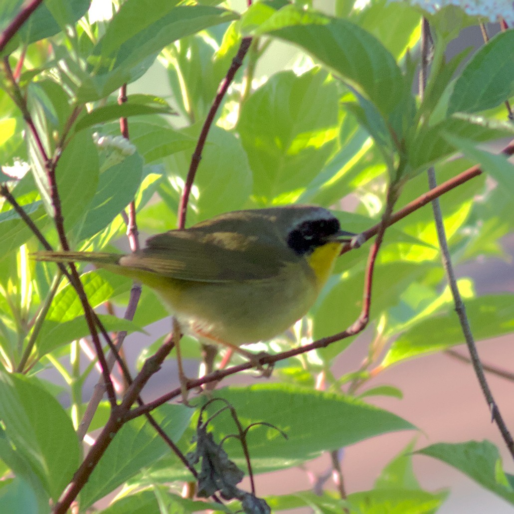 Common Yellowthroat - ML577837491