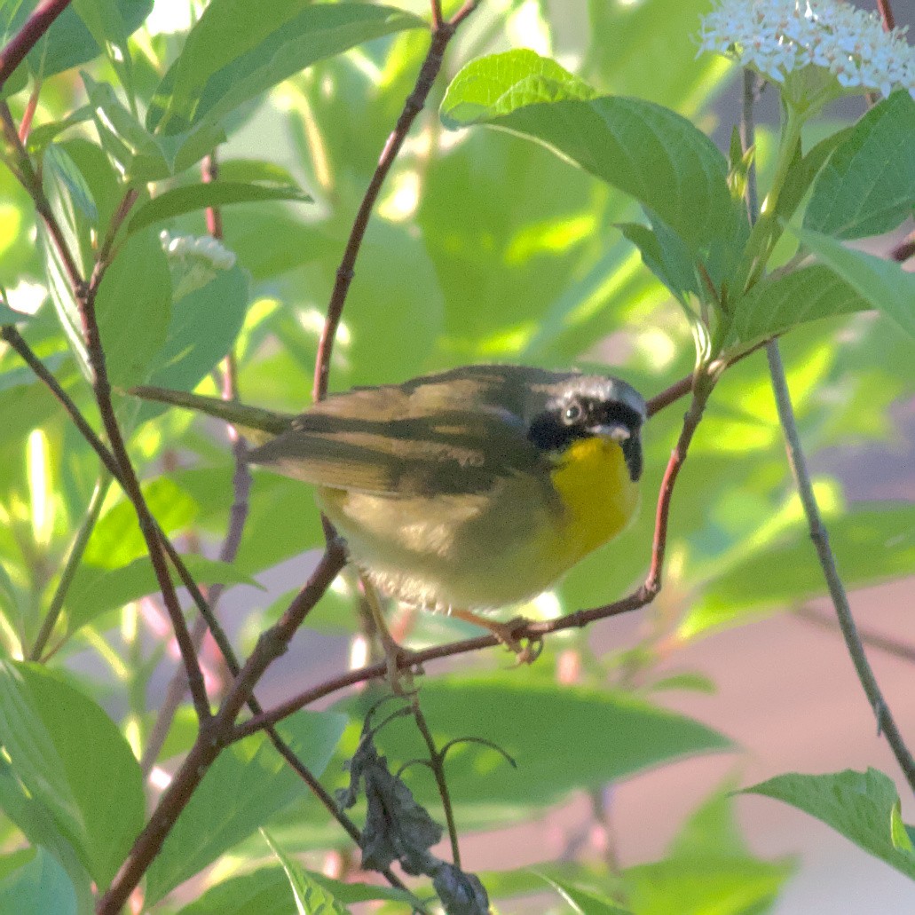 Common Yellowthroat - ML577837501