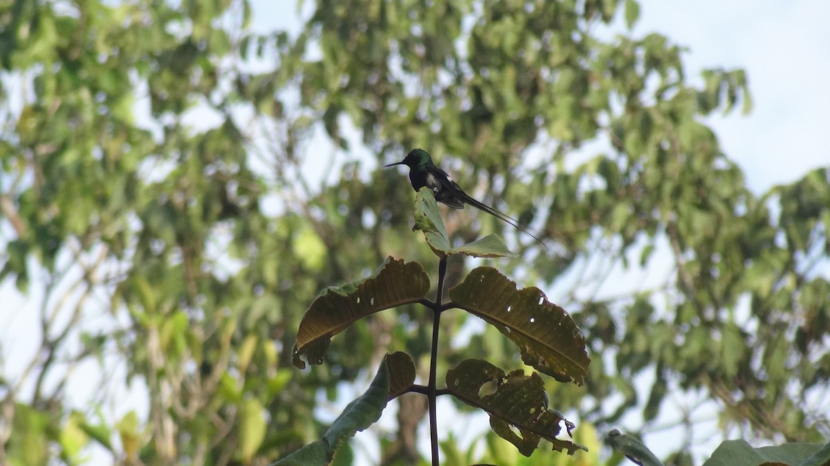 Black-bellied Thorntail - ML57783751