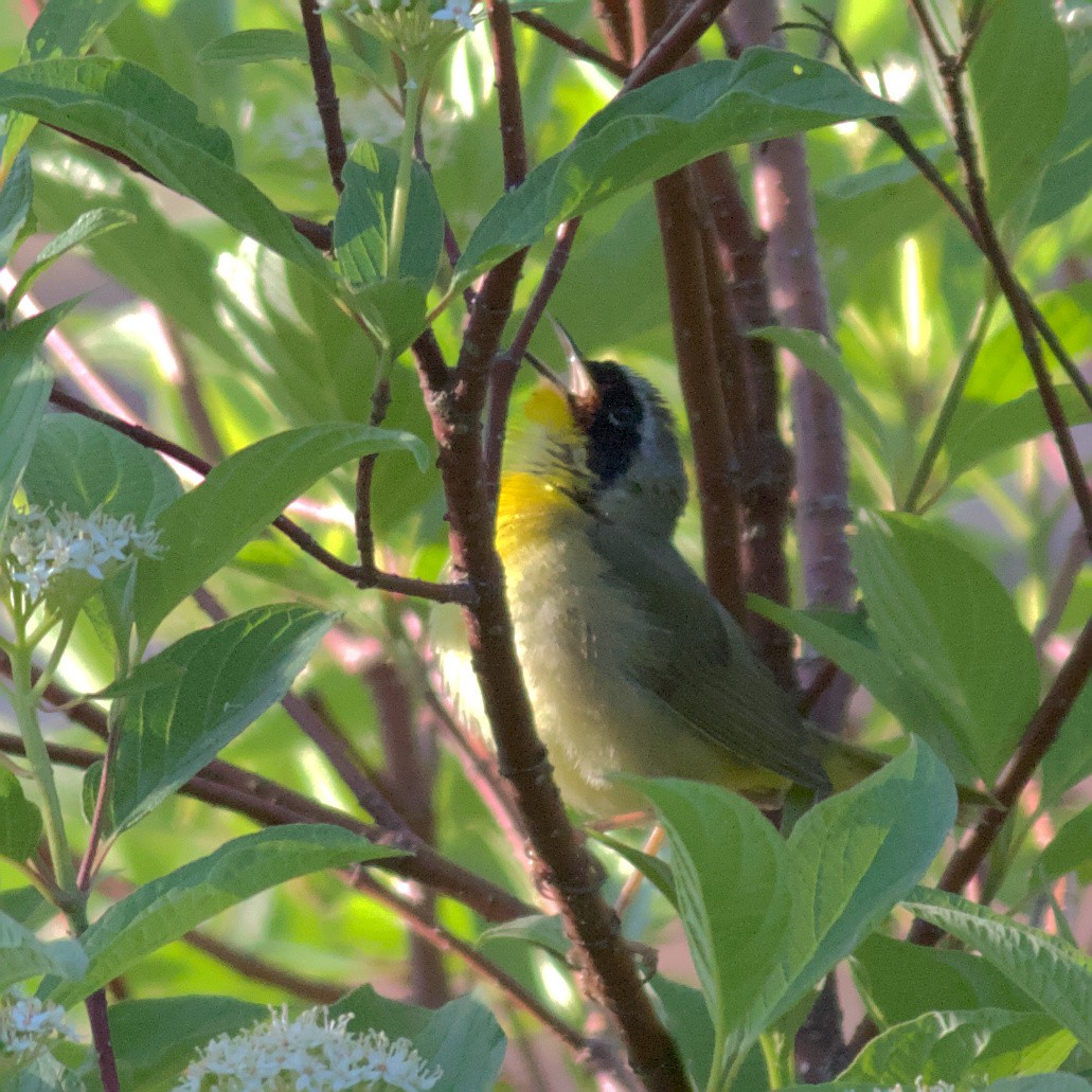 Common Yellowthroat - ML577837511