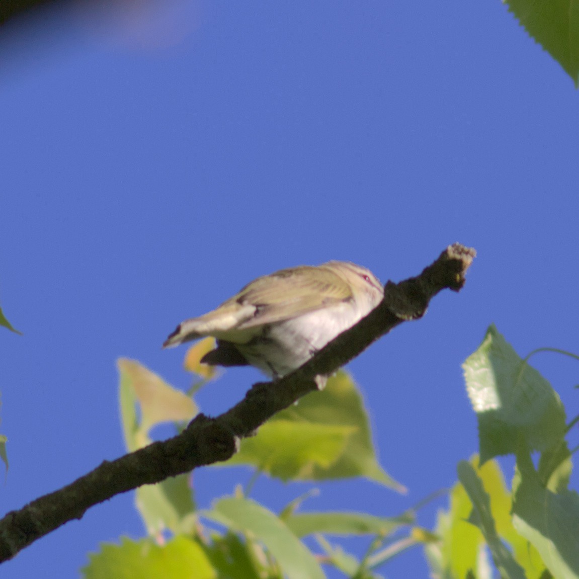 Red-eyed Vireo - ML577837561