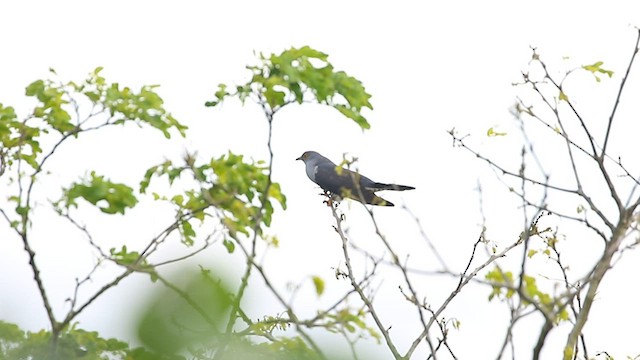 Oriental Cuckoo - ML577837761