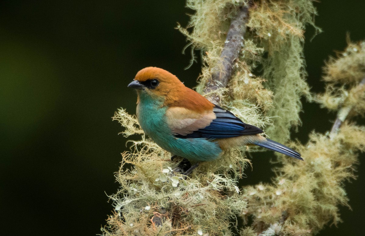 Chestnut-backed Tanager - Nereston Camargo