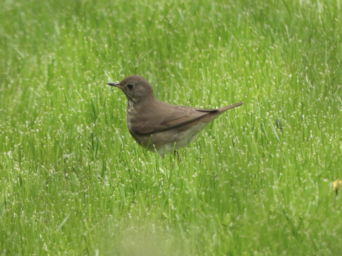 Gray-cheeked Thrush - ML577838621