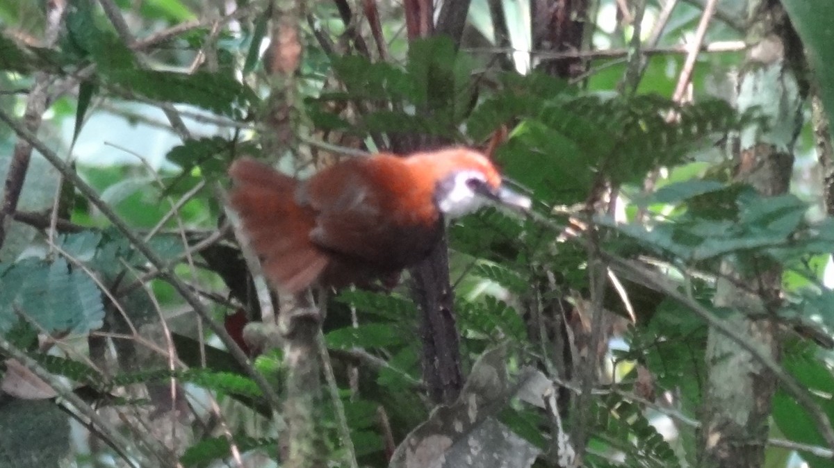 White-cheeked Antbird - Tim Forrester