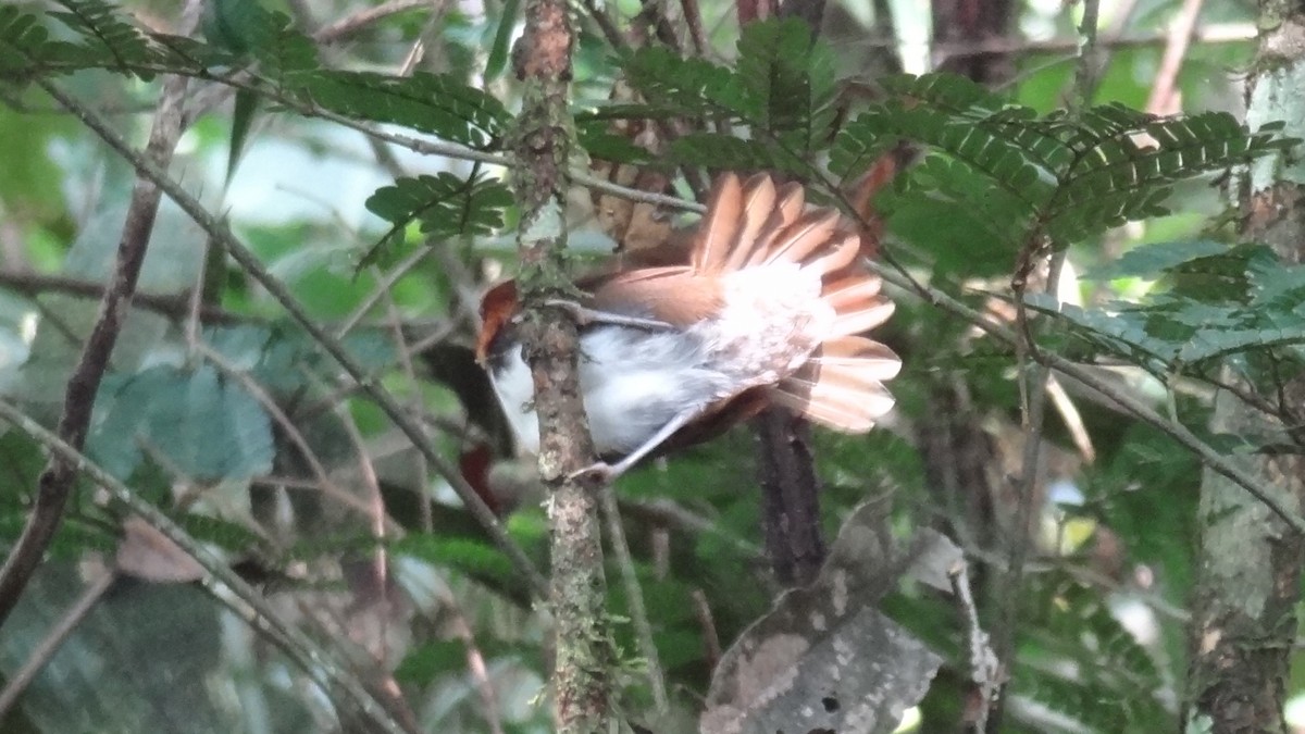 White-cheeked Antbird - Tim Forrester