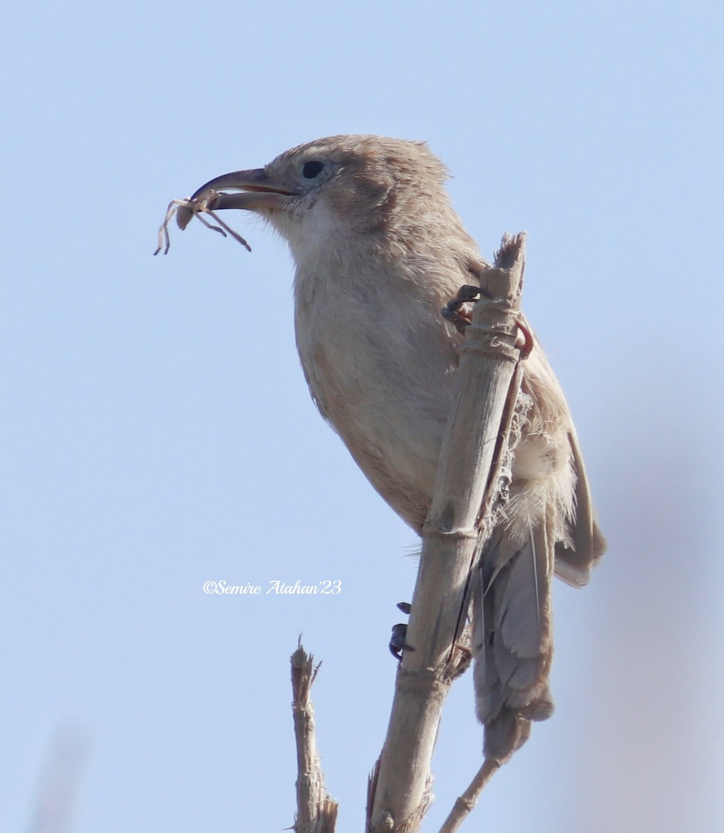 Iraq Babbler - ML577840131