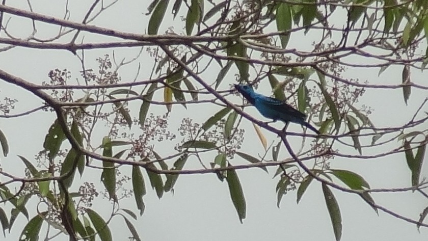 Spangled Cotinga - Tim Forrester