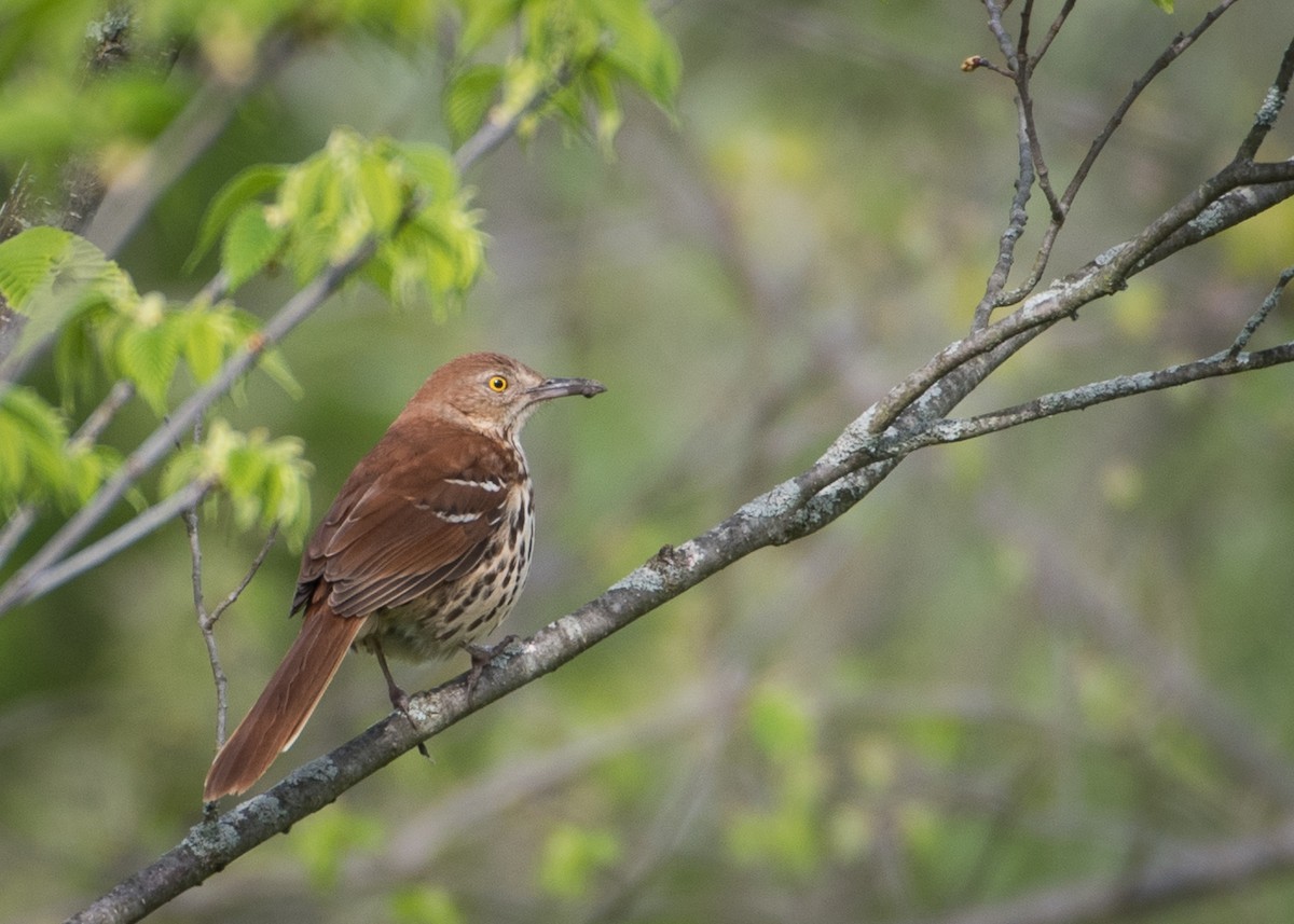 Brown Thrasher - ML57784311